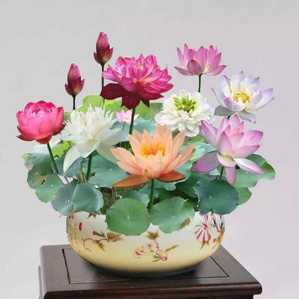 💐 La fleur de lotus bonsaï sacrée