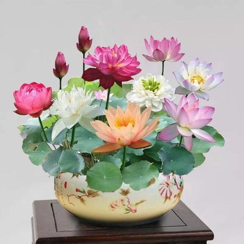 💐 La fleur de lotus bonsaï sacrée