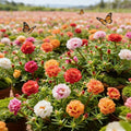 🌸Graines de pourpier d'été – 🌿Graines de fleurs vivaces / Grandes fleurs / Facile à cultiver