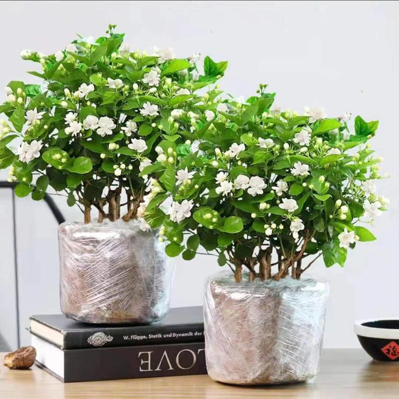 🌸 Le charme du Jasmin, directement dans votre jardin