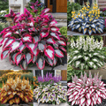🔥Dernier jour de soldes🌿 Graines rares de Hosta pour des jardins ombragés luxuriants 💖