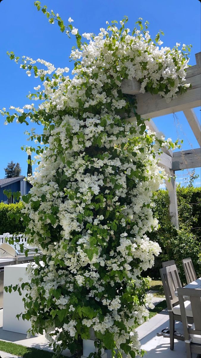 🌸 Le charme du Jasmin, directement dans votre jardin