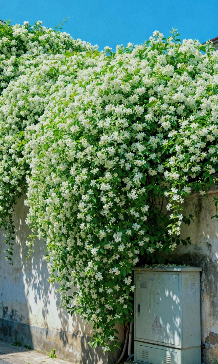 🌸 Le charme du Jasmin, directement dans votre jardin