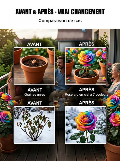 Graines de roses à 7 couleurs - Cultivez-les facilement chez vous dès maintenant!