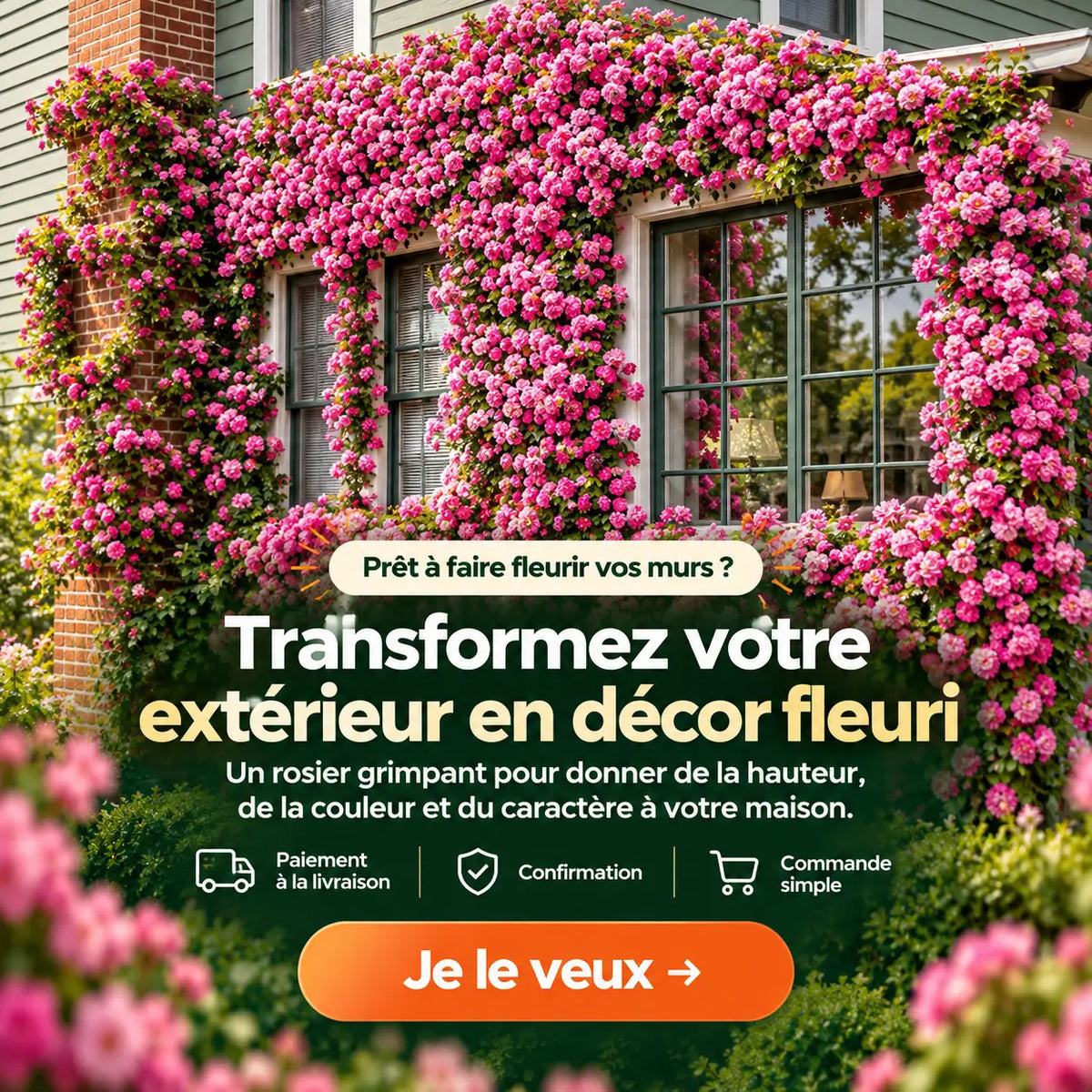 Graines de Rosiers Grimpants
