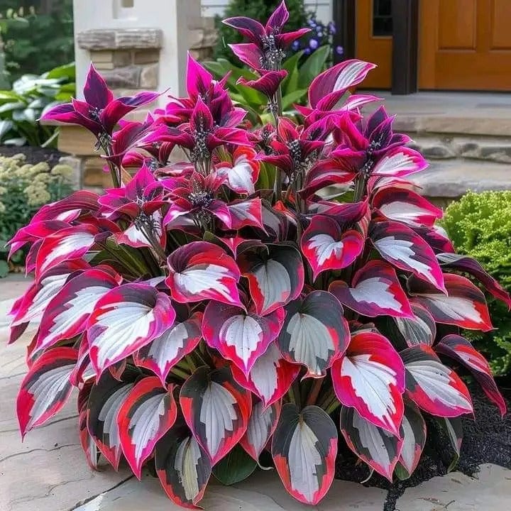 🔥Dernier jour de soldes🌿 Graines rares de Hosta pour des jardins ombragés luxuriants 💖