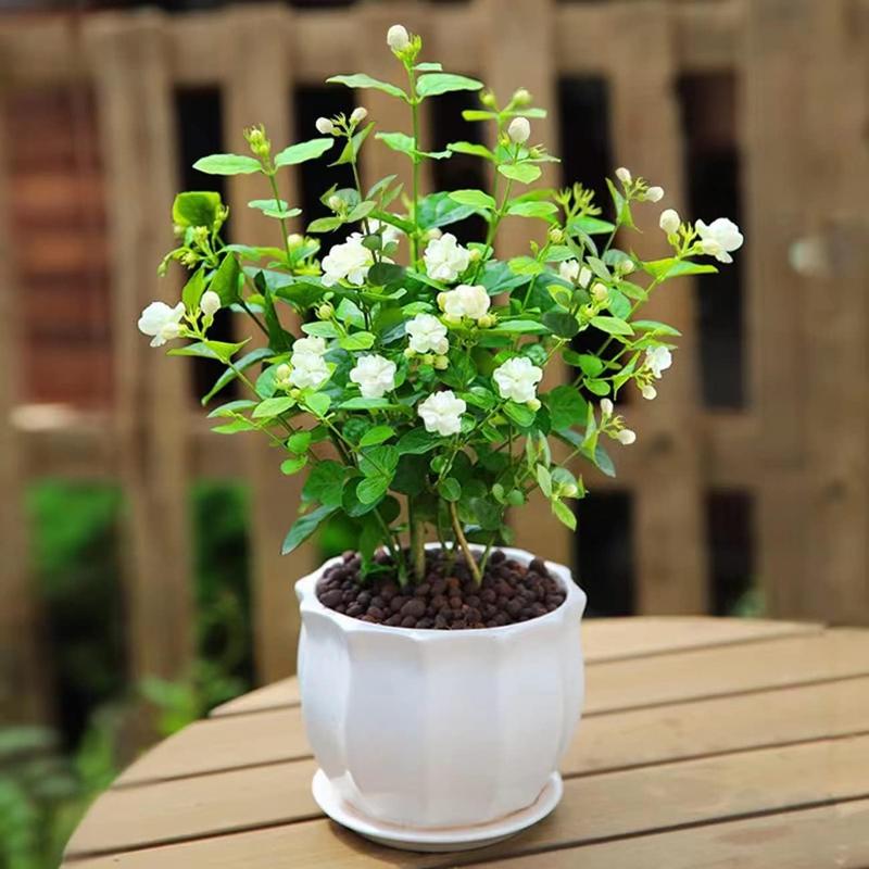 🌸 Le charme du Jasmin, directement dans votre jardin