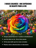 Graines de roses à 7 couleurs - Cultivez-les facilement chez vous dès maintenant!