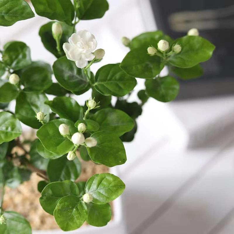 🌸 Le charme du Jasmin, directement dans votre jardin