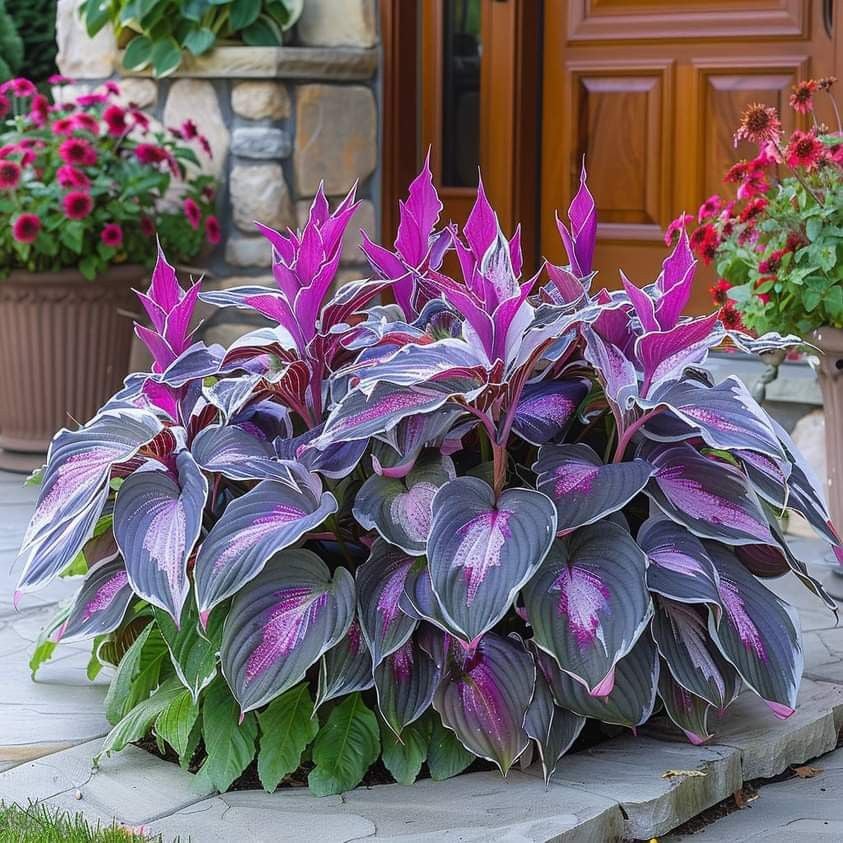 🔥Dernier jour de soldes🌿 Graines rares de Hosta pour des jardins ombragés luxuriants 💖