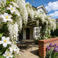 🌸 Le charme du Jasmin, directement dans votre jardin