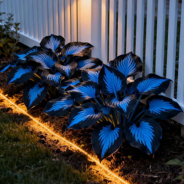🔥Dernier jour de soldes🌿 Graines rares de Hosta pour des jardins ombragés luxuriants 💖