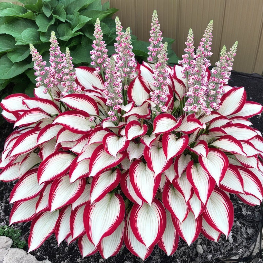 🔥Dernier jour de soldes🌿 Graines rares de Hosta pour des jardins ombragés luxuriants 💖