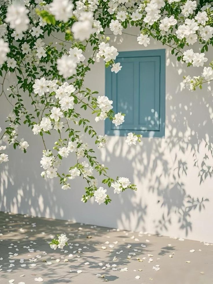 🌸 Le charme du Jasmin, directement dans votre jardin
