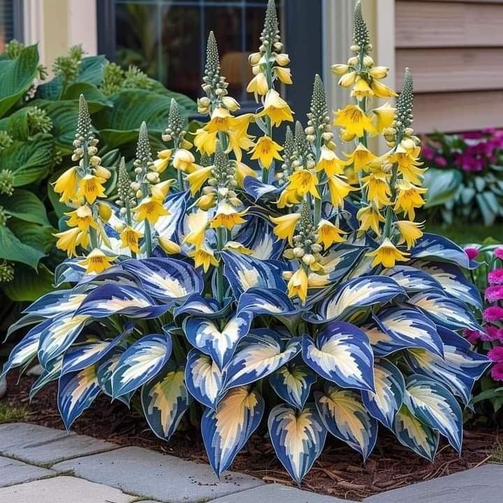 🔥Dernier jour de soldes🌿 Graines rares de Hosta pour des jardins ombragés luxuriants 💖