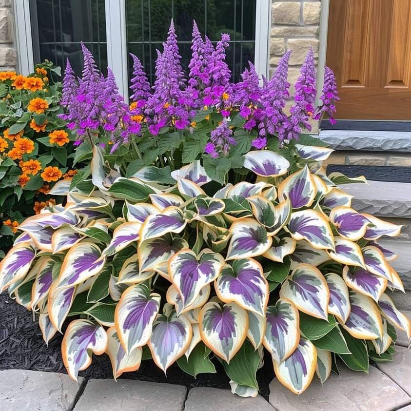 🔥Dernier jour de soldes🌿 Graines rares de Hosta pour des jardins ombragés luxuriants 💖