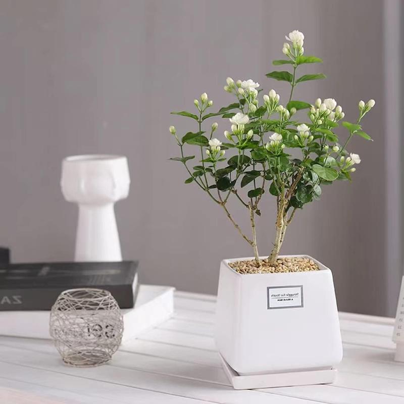 🌸 Le charme du Jasmin, directement dans votre jardin